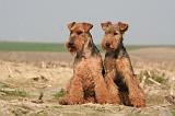 WELSH TERRIER 065